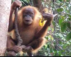The site is home to 174 mammals out of which three are endemic and 21 are endangered. Also, there are 380 species of bird, 13 being endemic and 52 thr